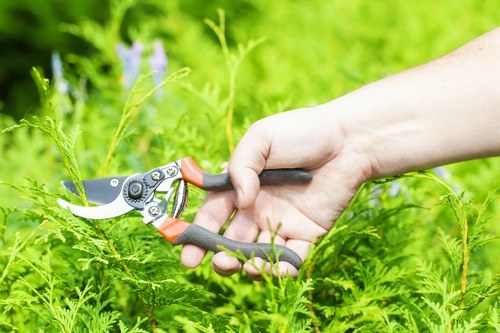 Tree pruning for a commercial property in the Surbiton area